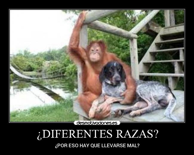 ¿DIFERENTES RAZAS? - 