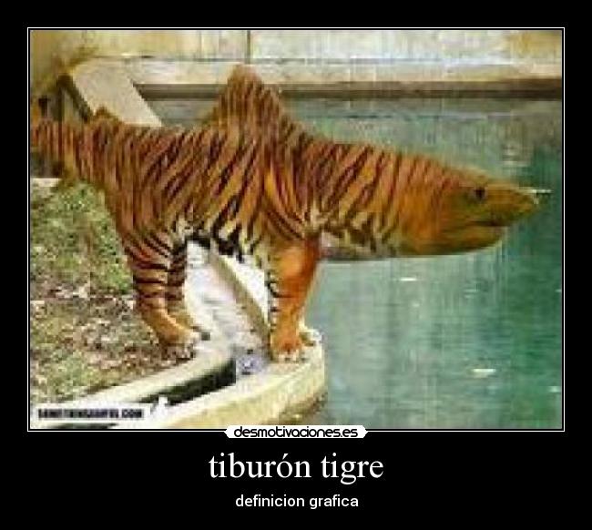 tiburón tigre - definicion grafica