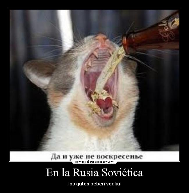 En la Rusia Soviética - los gatos beben vodka 