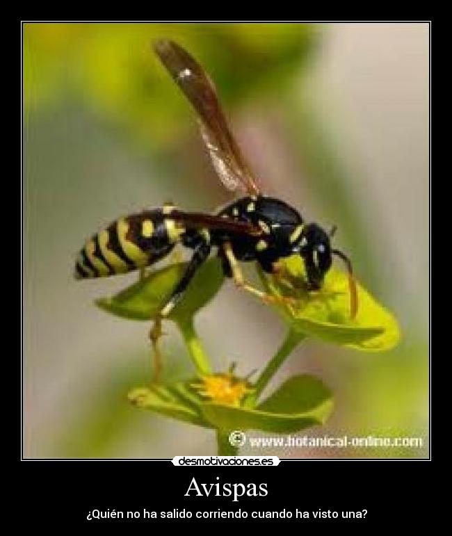 Avispas -
