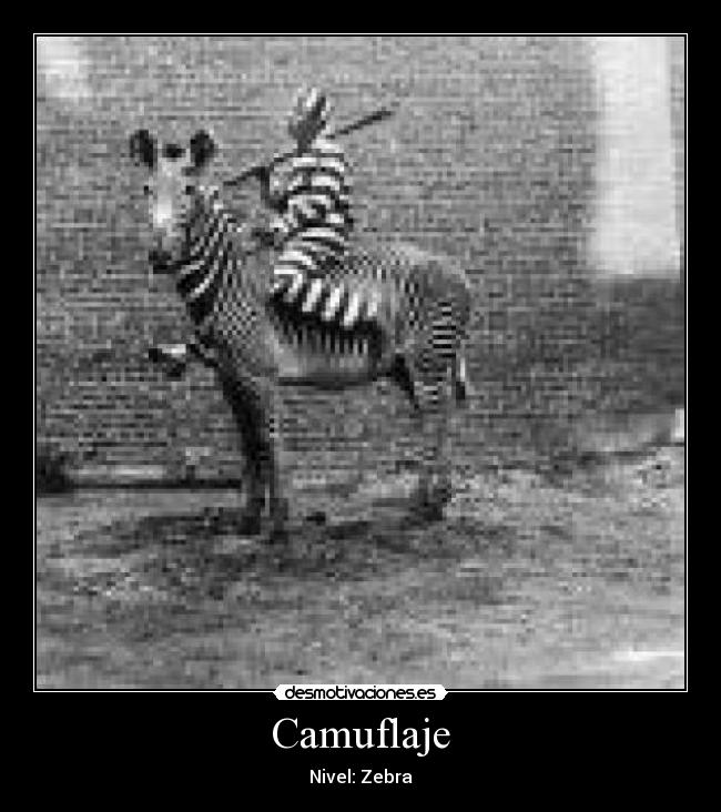 Camuflaje - Nivel: Zebra