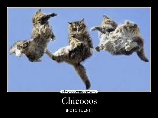 Chicooos - 