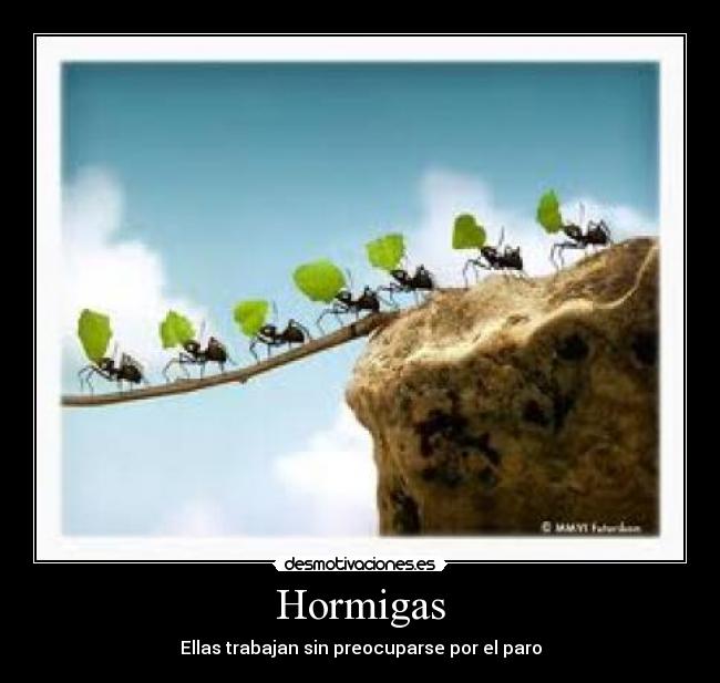 Hormigas -