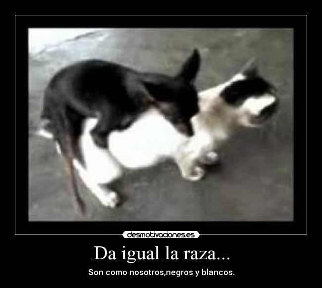 Da igual la raza... -