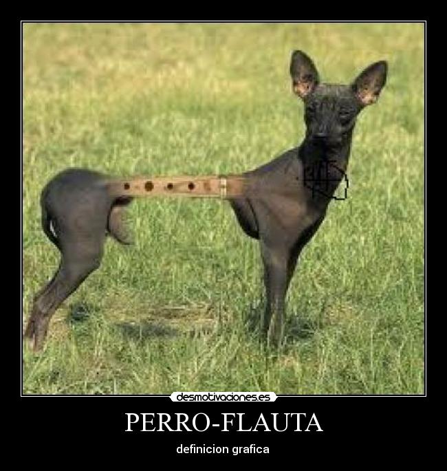 PERRO-FLAUTA -