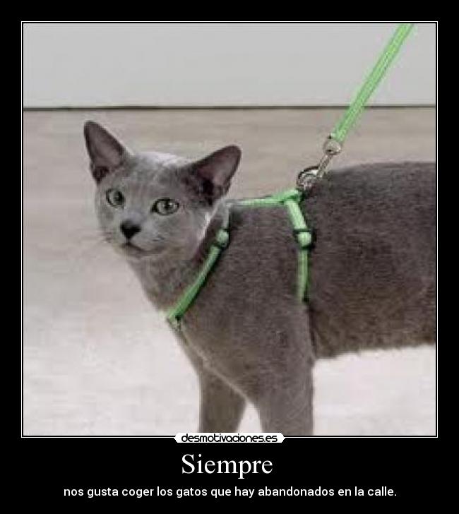 Siempre  - nos gusta coger los gatos que hay abandonados en la calle.