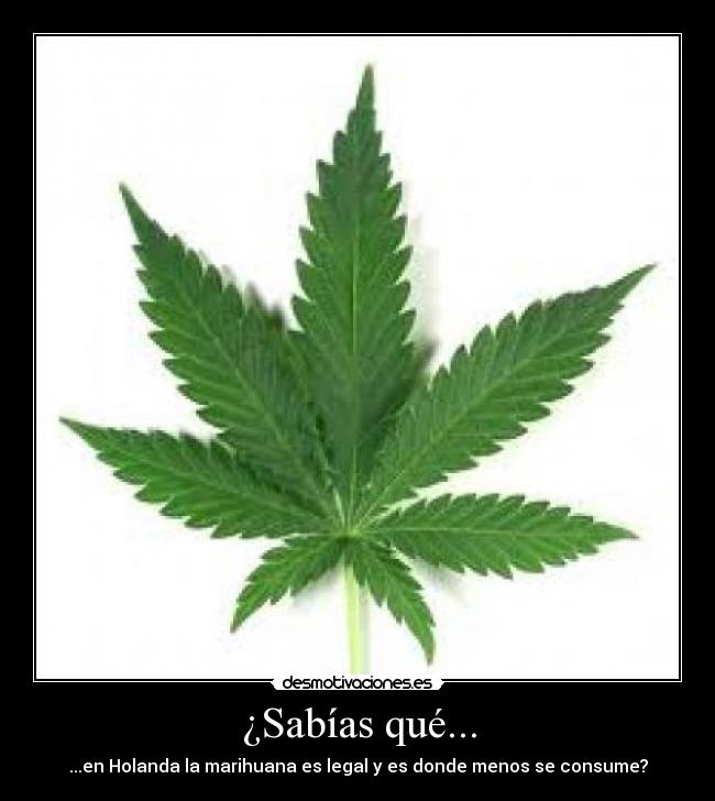 ¿Sabías qué... - ...en Holanda la marihuana es legal y es donde menos se consume?