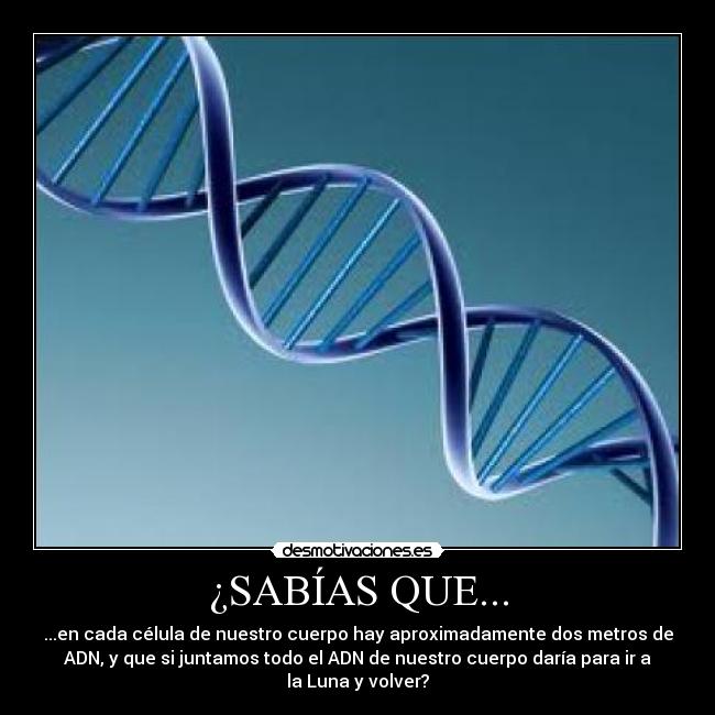 ¿SABÍAS QUE... - ...en cada célula de nuestro cuerpo hay aproximadamente dos metros de
ADN, y que si juntamos todo el ADN de nuestro cuerpo daría para ir a
la Luna y volver?
