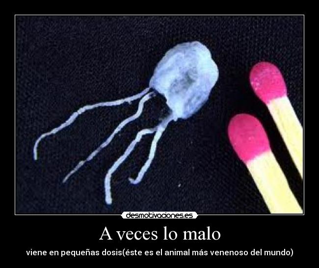 A veces lo malo - viene en pequeñas dosis(éste es el animal más venenoso del mundo)