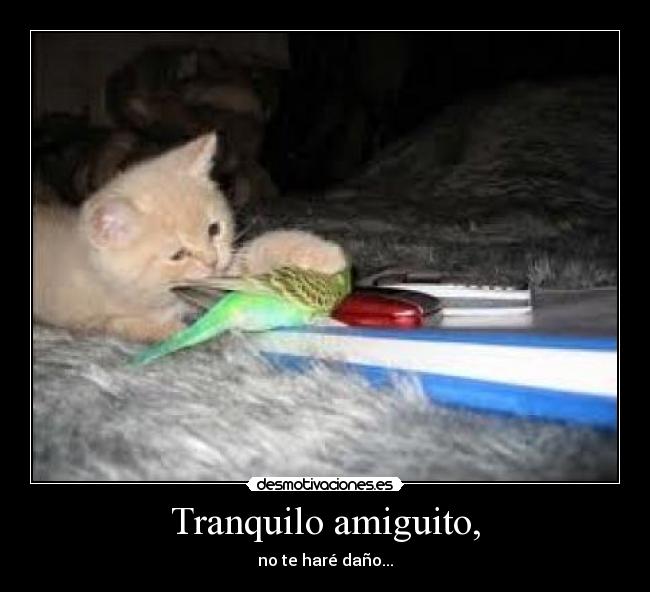 Imágenes y Carteles de AMIGUITO | Desmotivaciones