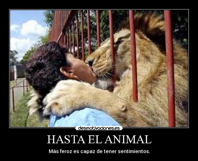 HASTA EL ANIMAL - Más feroz es capaz de tener sentimientos.