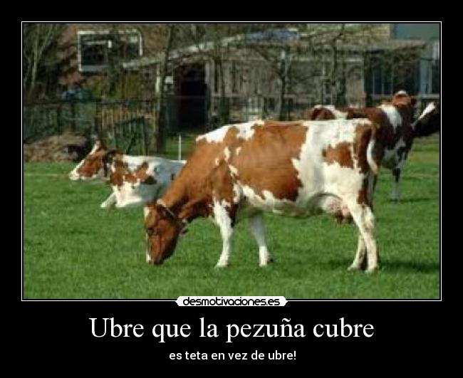 Ubre que la pezuña cubre - es teta en vez de ubre!