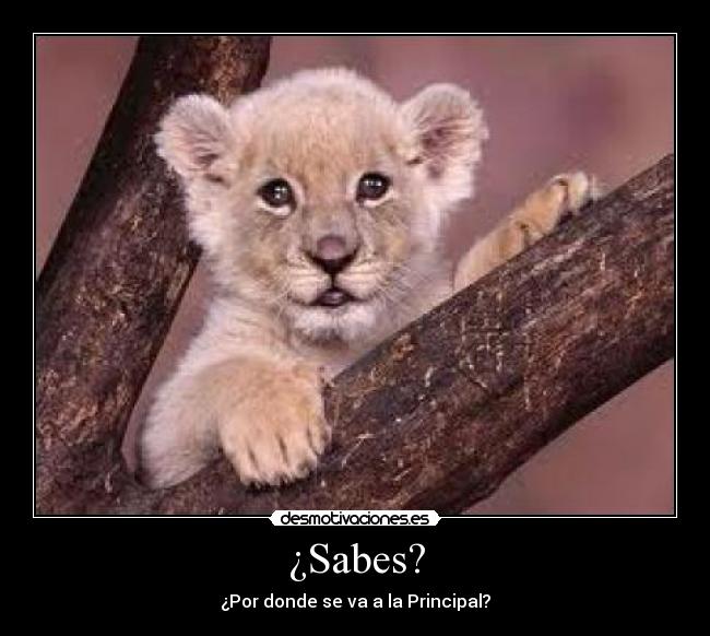 ¿Sabes? -