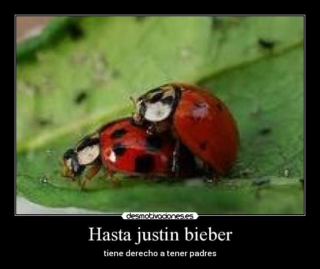 Hasta justin bieber - tiene derecho a tener padres