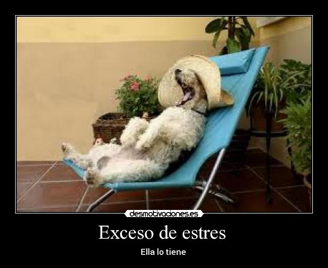 carteles perroestres desmotivaciones