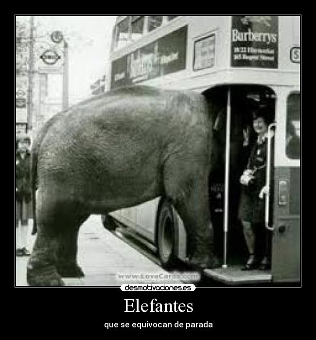 Elefantes - que se equivocan de parada
