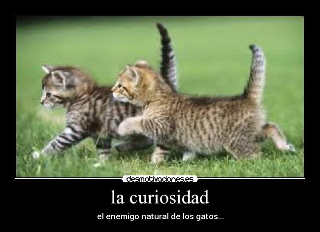 la curiosidad - 