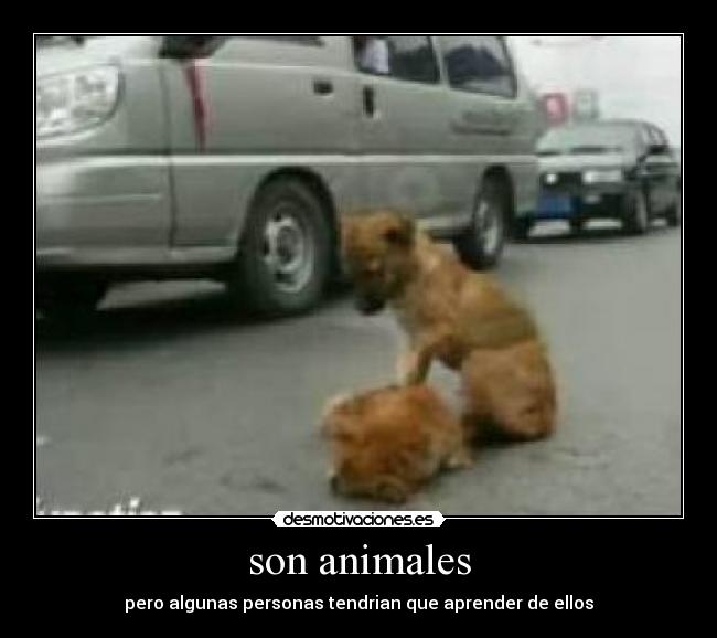 son animales - 