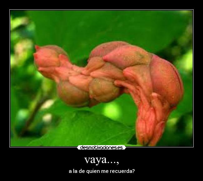 vaya..., - 