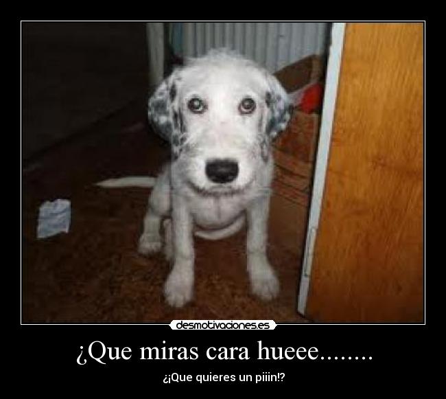 ¿Que miras cara hueee........ - ¿¡Que quieres un piiin!?