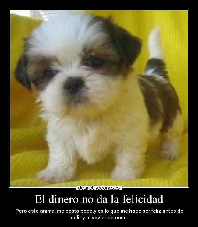 El dinero no da la felicidad - Pero este animal me costo poco,y es lo que me hace ser feliz antes de
salir y al vovler de casa.