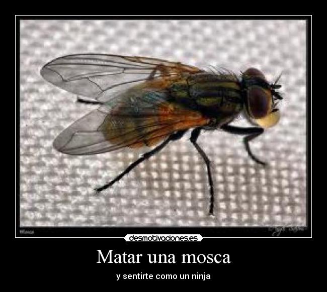 Matar una mosca -