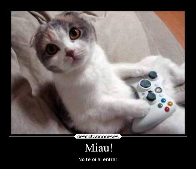 Miau! -
