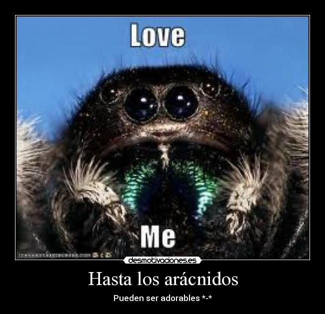 Hasta los arácnidos - Pueden ser adorables *-*
