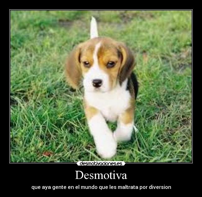Desmotiva - que aya gente en el mundo que les maltrata por diversion