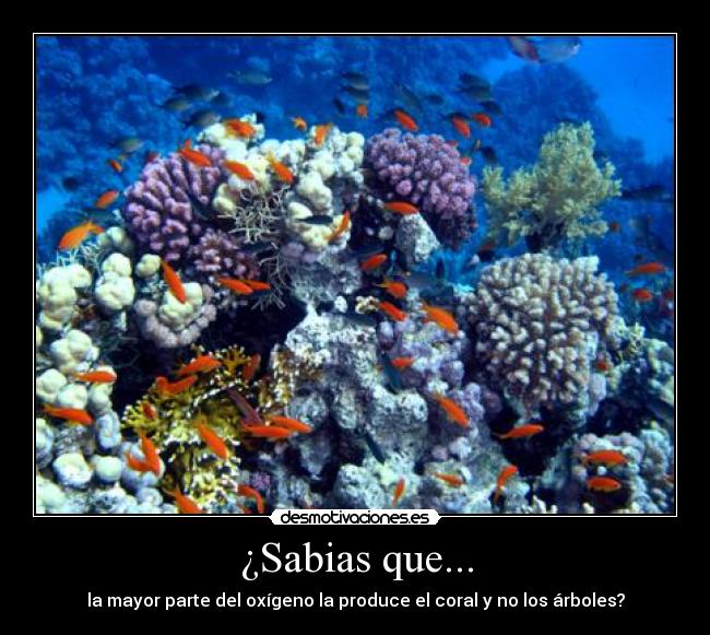 ¿Sabias que... - la mayor parte del oxígeno la produce el coral y no los árboles?