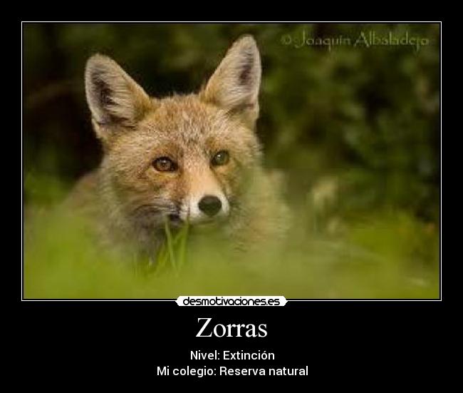 Zorras - 