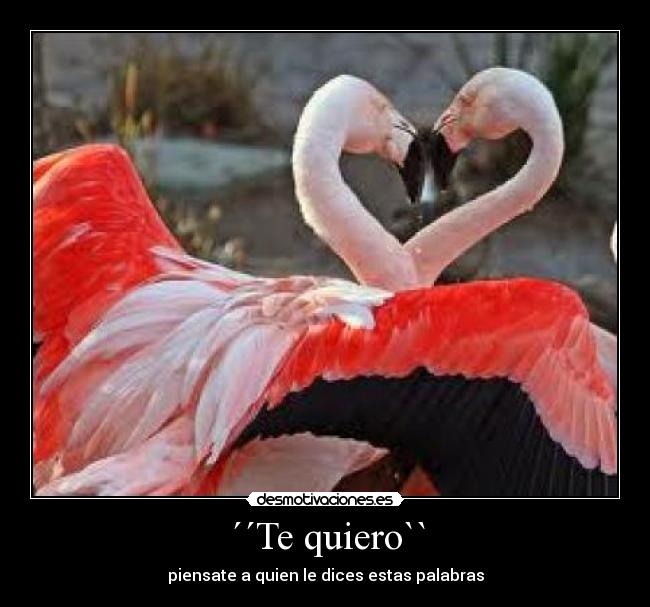 ´´Te quiero`` - piensate a quien le dices estas palabras
