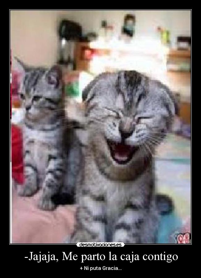 -Jajaja, Me parto la caja contigo - + Ni puta Gracia...