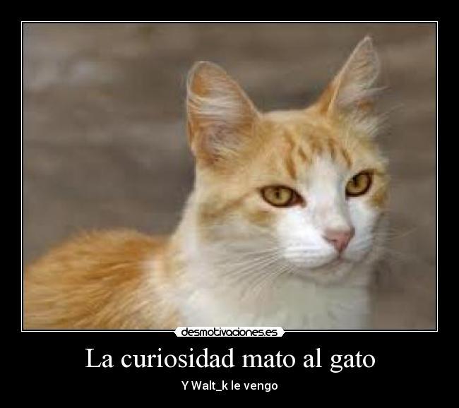 La curiosidad mato al gato -