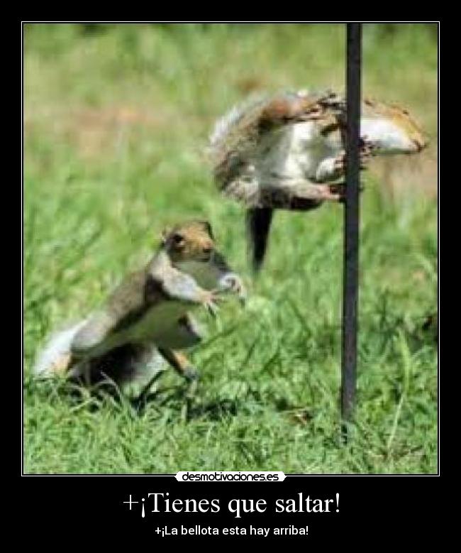 +¡Tienes que saltar! - +¡La bellota esta hay arriba!