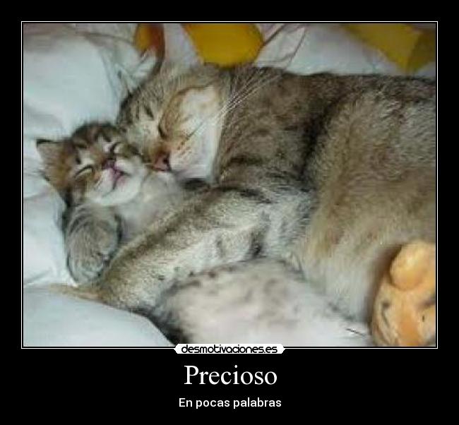 Precioso - 