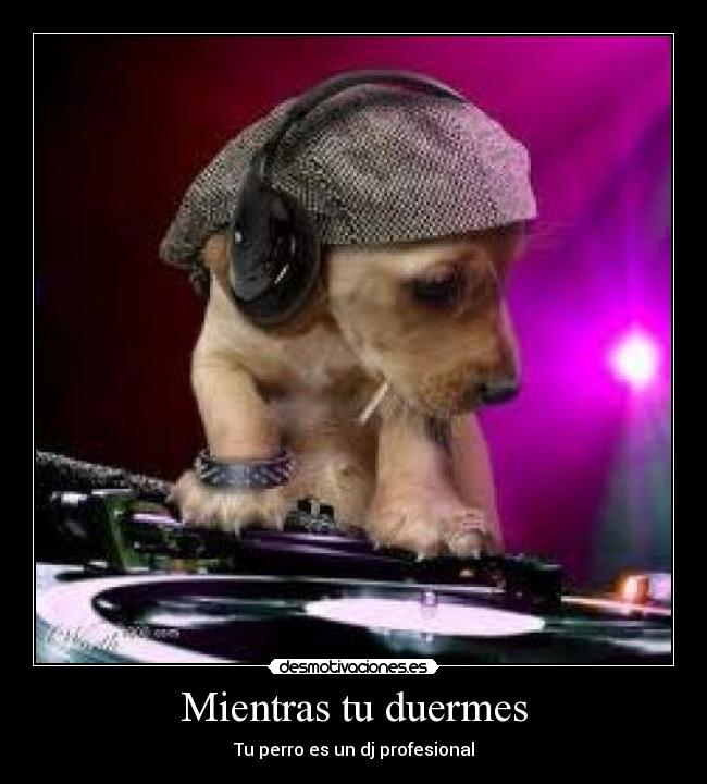 Mientras tu duermes - Tu perro es un dj profesional