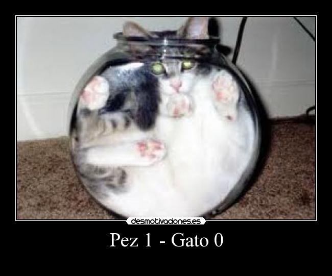 Pez 1 - Gato 0 -