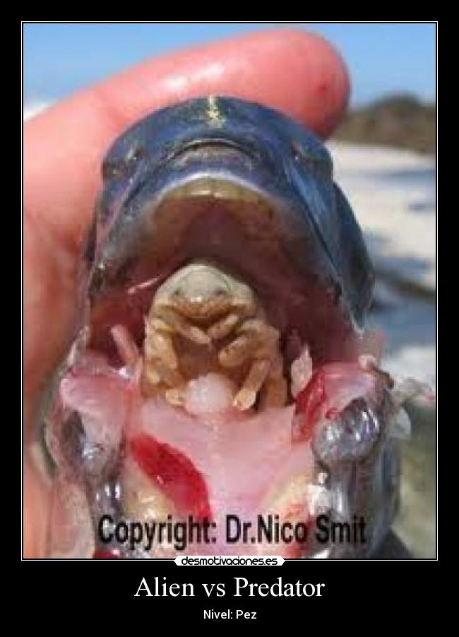 Alien vs Predator - Nivel: Pez
