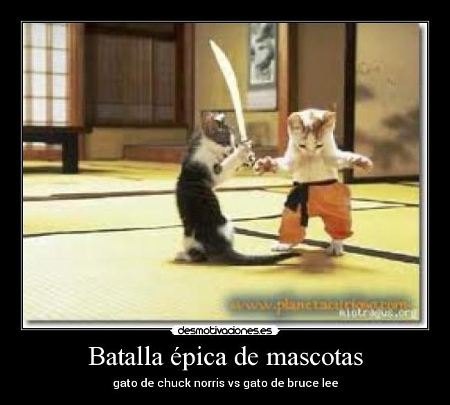 carteles tokris desmotivaciones