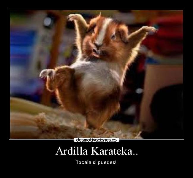 Ardilla Karateka.. - Tocala si puedes!!
