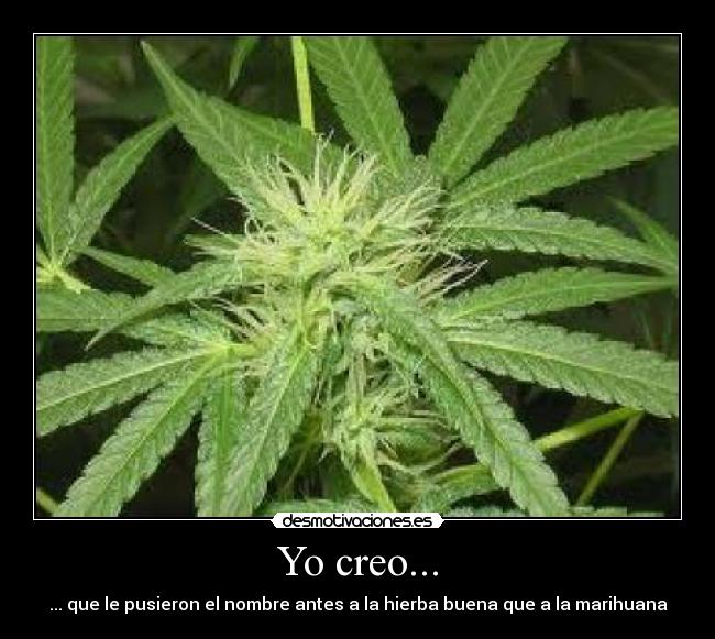 Yo creo... - ... que le pusieron el nombre antes a la hierba buena que a la marihuana
