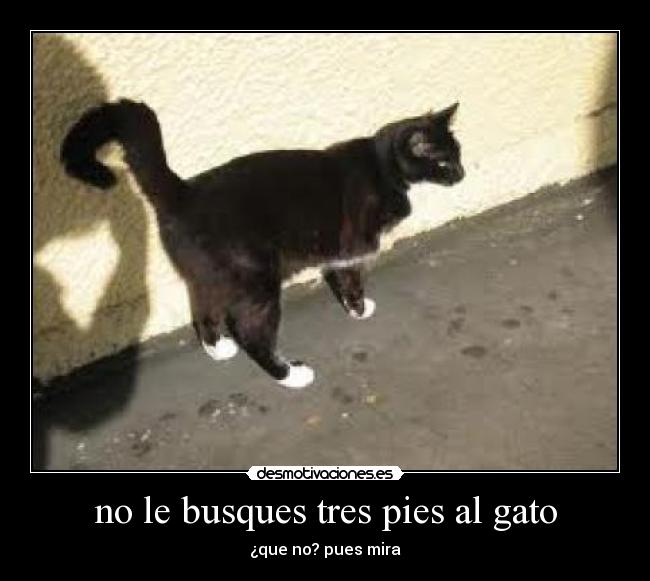 no le busques tres pies al gato - ¿que no? pues mira