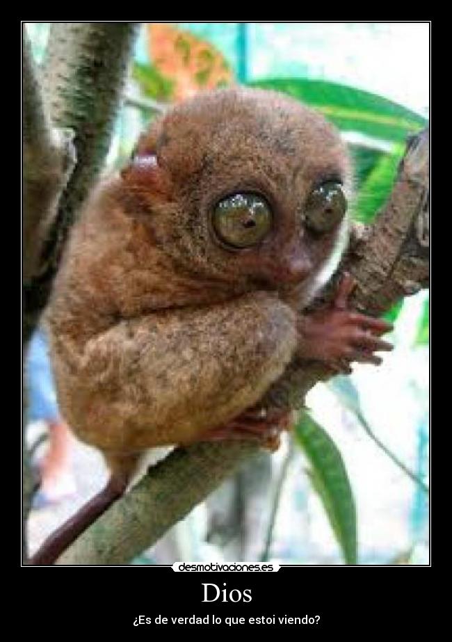 Dios - ¿Es de verdad lo que estoi viendo?