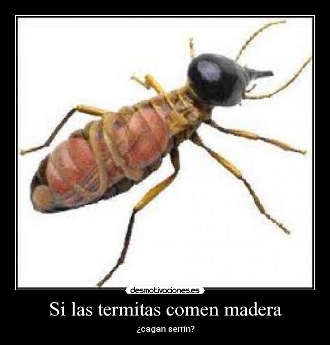 Si las termitas comen madera -