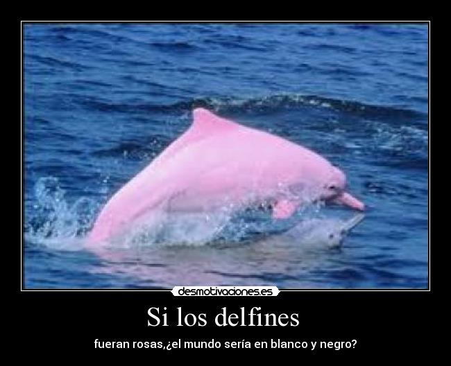 Si los delfines  - 