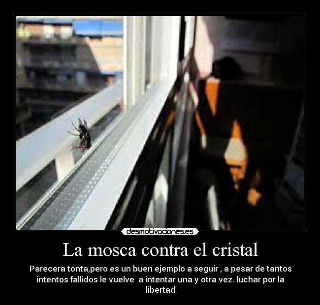 La mosca contra el cristal - Parecera tonta,pero es un buen ejemplo a seguir , a pesar de tantos
intentos fallidos le vuelve  a intentar una y otra vez. luchar por la
libertad