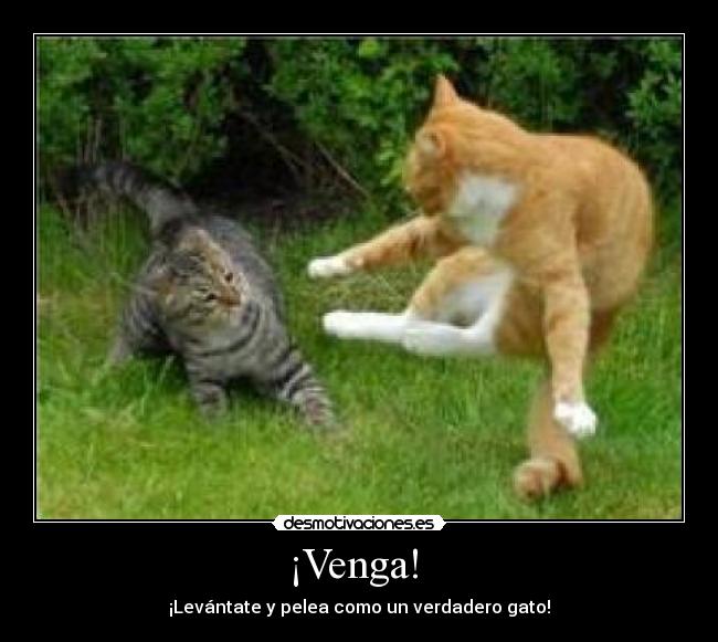 ¡Venga!  - 