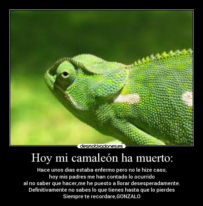 Hoy mi camaleón ha muerto: -
