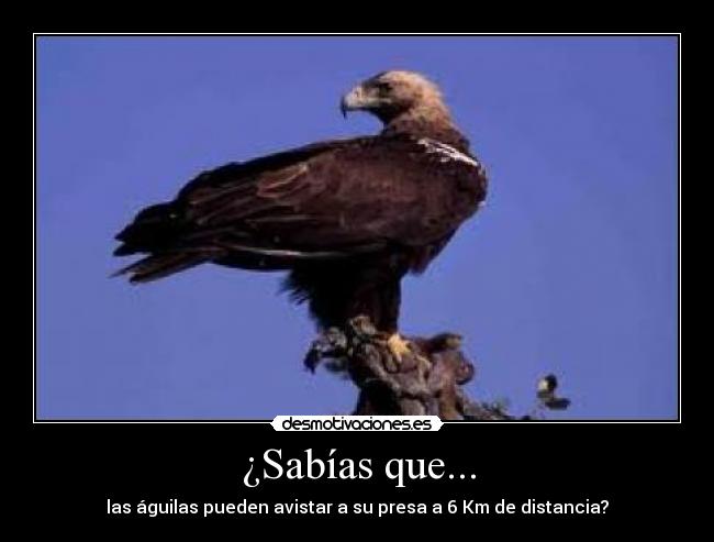 carteles aguilas animales reino animal desmotivaciones